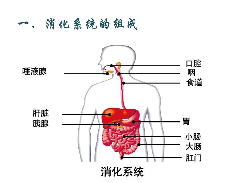 4.2.2 消化和吸收1——食物的消化 课件 2021-2022学年人教版七年级生物下册第5页