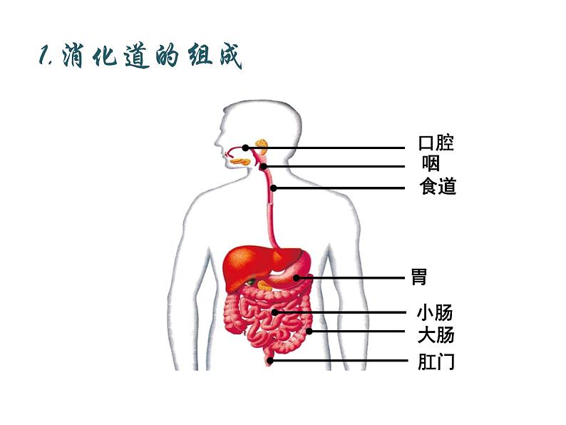 4.2.2 消化和吸收1——食物的消化 课件 2021-2022学年人教版七年级生物下册第6页