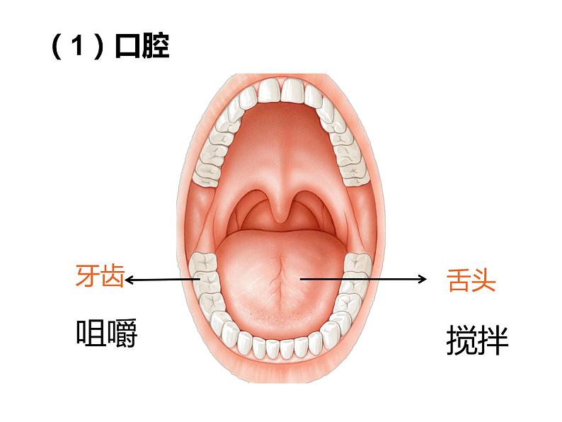 4.2.2 消化和吸收1——食物的消化 课件 2021-2022学年人教版七年级生物下册第7页