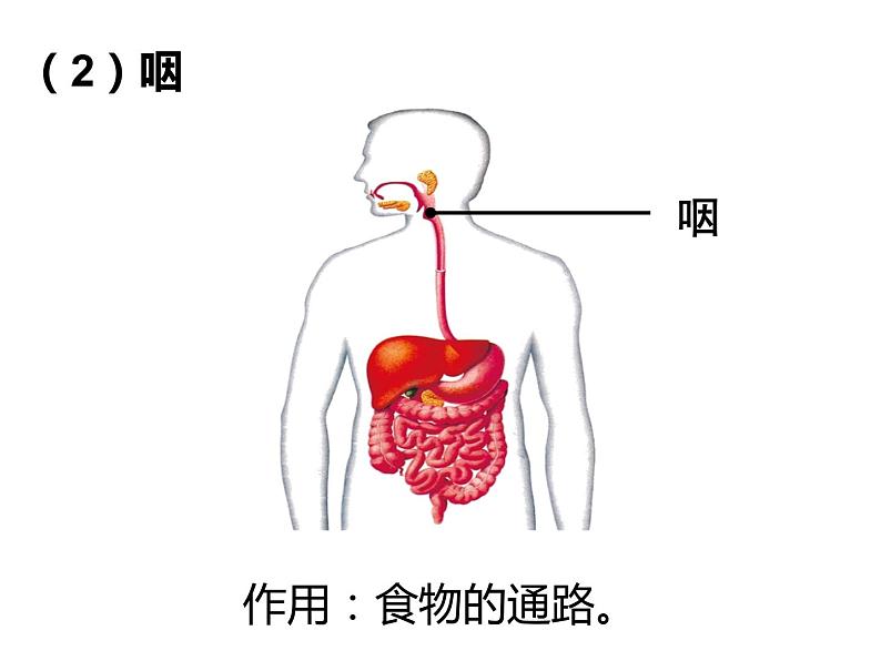 4.2.2 消化和吸收1——食物的消化 课件 2021-2022学年人教版七年级生物下册第8页