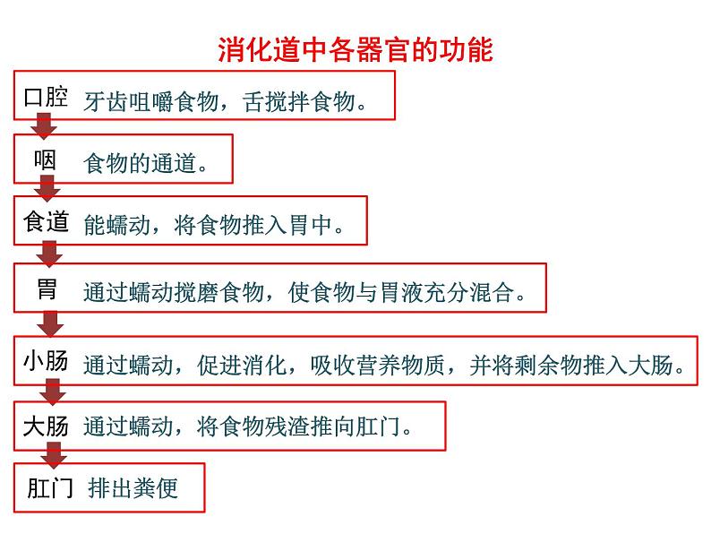 4.2.2 消化和吸收2——食物的吸收 课件 2021-2022学年人教版七年级生物下册第2页