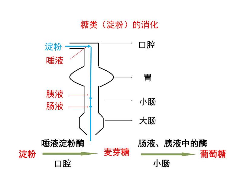 4.2.2 消化和吸收2——食物的吸收 课件 2021-2022学年人教版七年级生物下册第6页