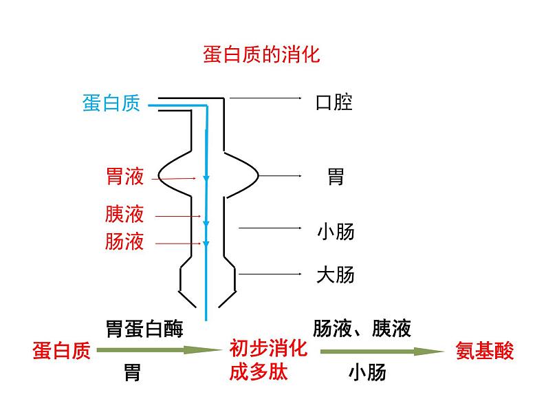 4.2.2 消化和吸收2——食物的吸收 课件 2021-2022学年人教版七年级生物下册第7页