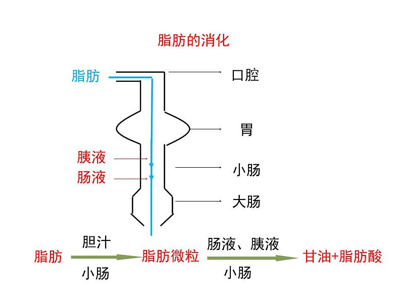 4.2.2 消化和吸收2——食物的吸收 课件 2021-2022学年人教版七年级生物下册第8页