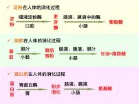 人教版 (新课标)七年级下册第一节 呼吸道对空气的处理优秀课件ppt