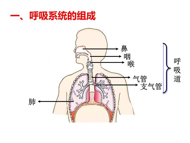 4.3.1 呼吸道对空气的处理 课件+教案+练习  人教版七年级生物下册04