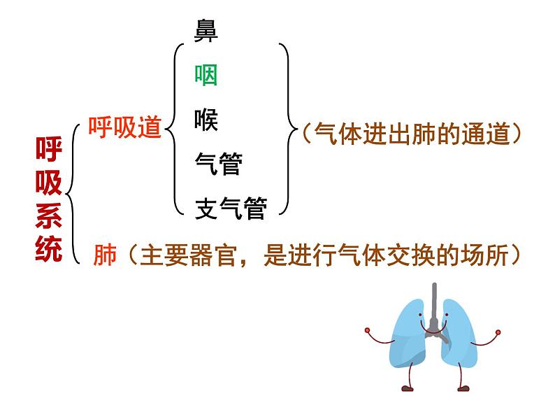 4.3.1 呼吸道对空气的处理 课件+教案+练习  人教版七年级生物下册05