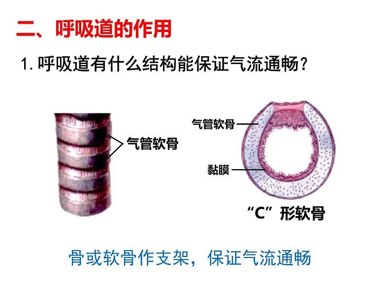 4.3.1 呼吸道对空气的处理 课件+教案+练习  人教版七年级生物下册07