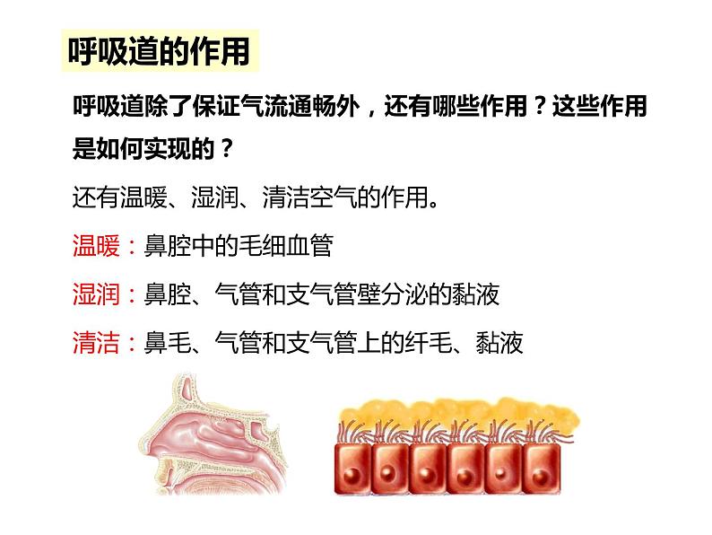 4.3.1 呼吸道对空气的处理 课件+教案+练习  人教版七年级生物下册08