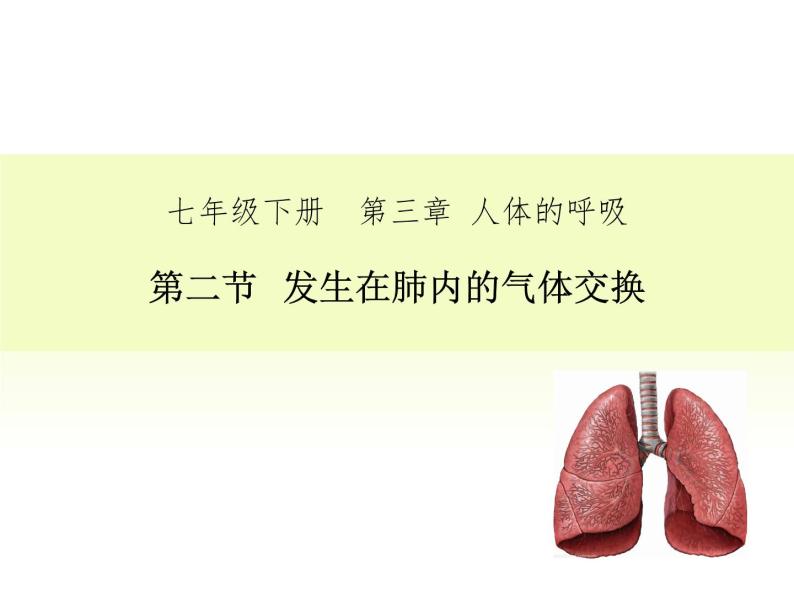 4.3.2 发生在肺内的气体交换 课件+教案+练习  人教版七年级生物下册01