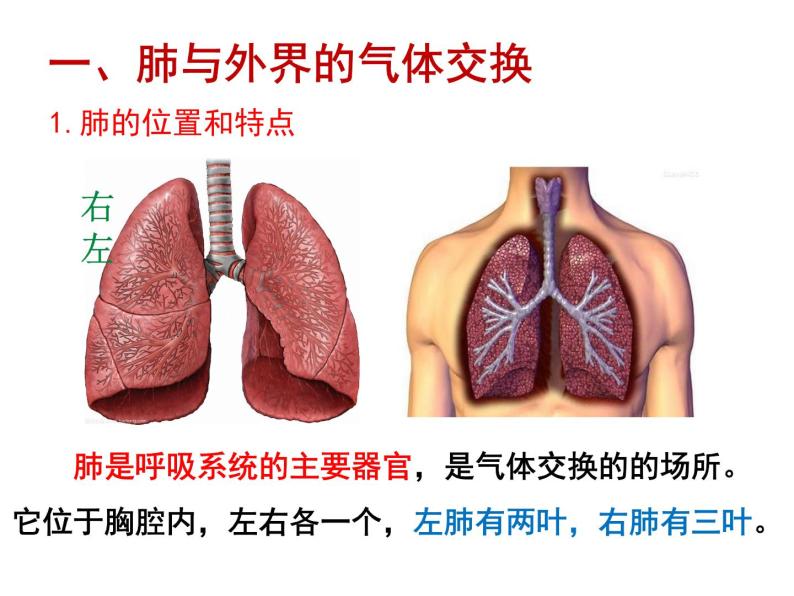 4.3.2 发生在肺内的气体交换 课件+教案+练习  人教版七年级生物下册04