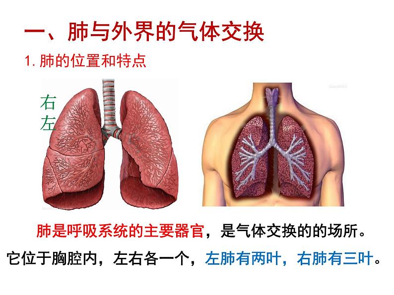 4.3.2 发生在肺内的气体交换 课件+教案+练习  人教版七年级生物下册04