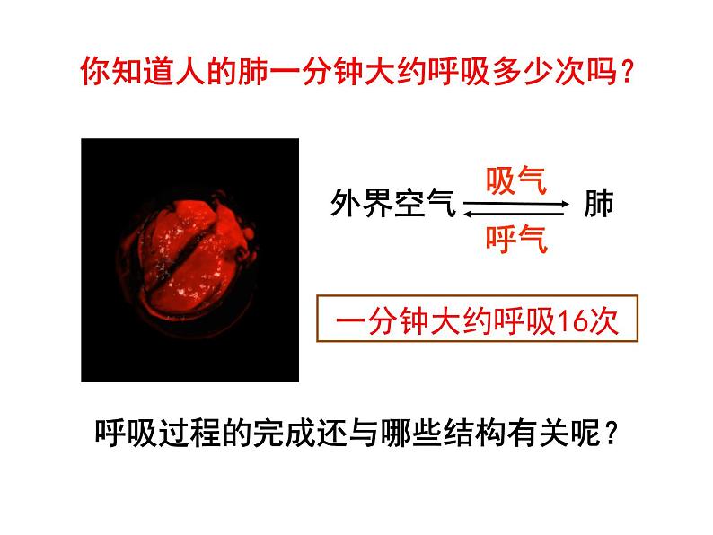 4.3.2 发生在肺内的气体交换 课件+教案+练习  人教版七年级生物下册05