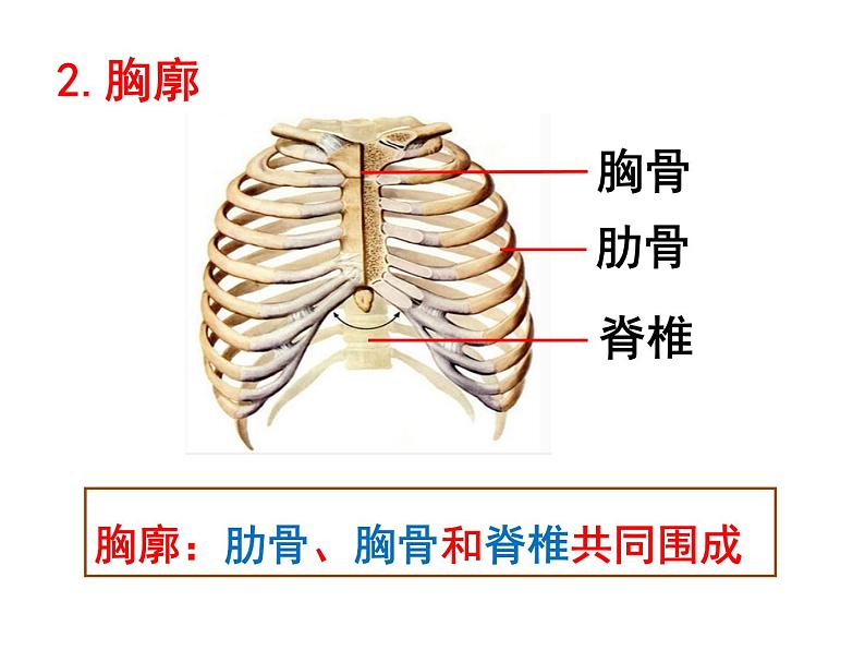 4.3.2 发生在肺内的气体交换 课件+教案+练习  人教版七年级生物下册06