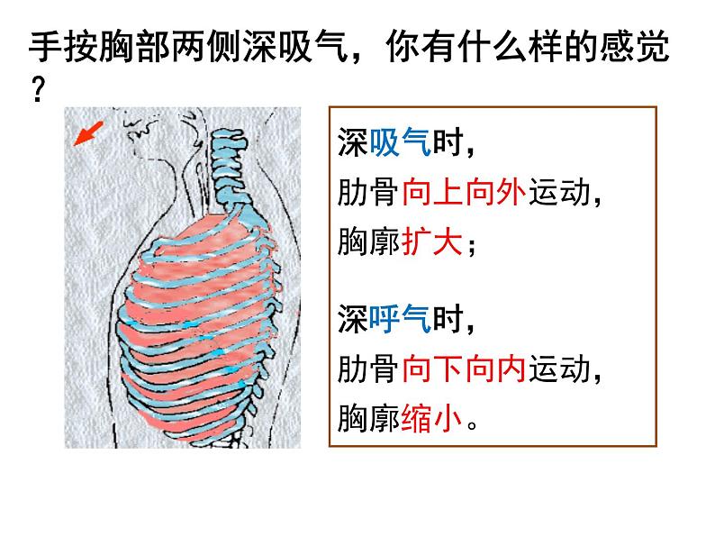 4.3.2 发生在肺内的气体交换 课件+教案+练习  人教版七年级生物下册07