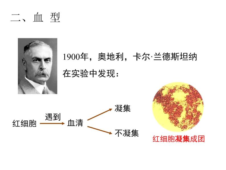 4.4.4 输血与血型 安全输血 课件+教案+练习  人教版七年级生物下册08