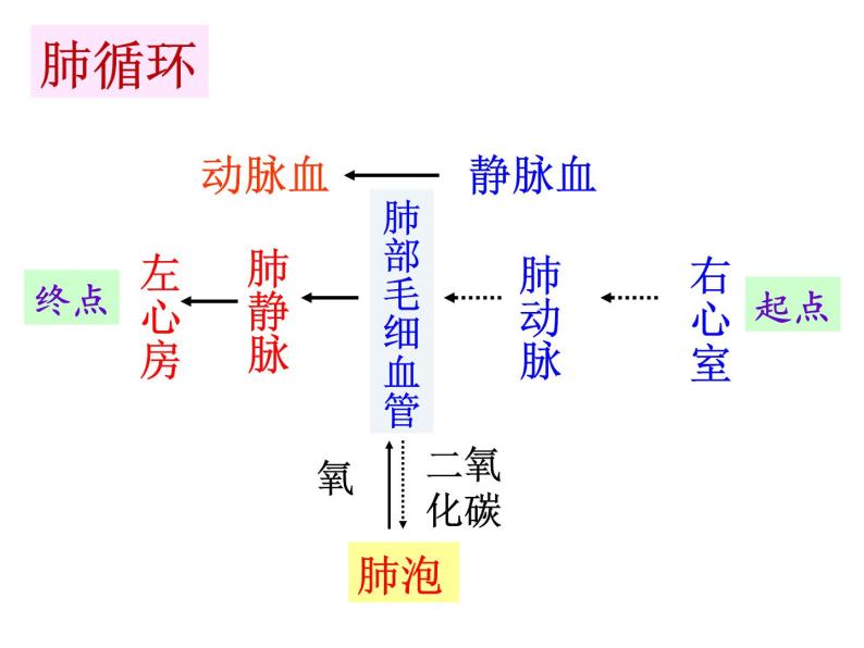 4.5人体内废物的排出 课件+教案+练习  人教版七年级生物下册03