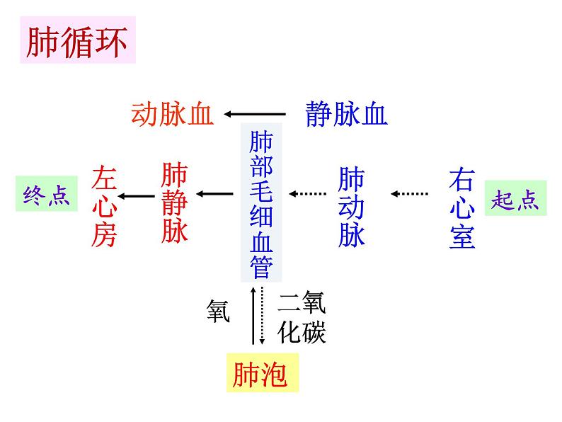 4.5人体内废物的排出 课件+教案+练习  人教版七年级生物下册03