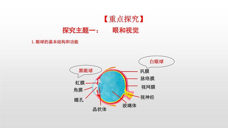 4.6.1 人体对外界环境的感知 课件+教案+练习  人教版七年级生物下册04