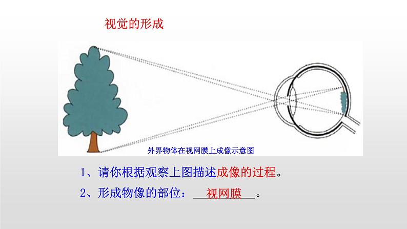 4.6.1 人体对外界环境的感知 课件+教案+练习  人教版七年级生物下册06