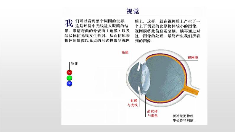 4.6.1 人体对外界环境的感知 课件+教案+练习  人教版七年级生物下册07