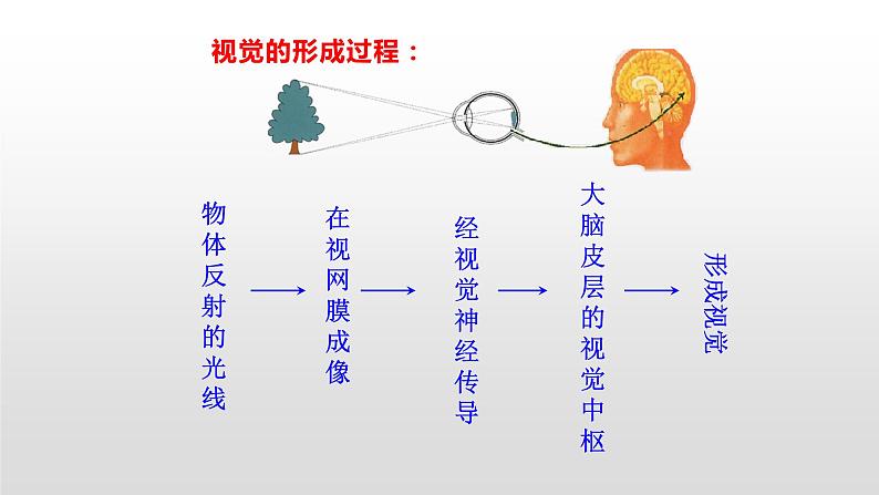 4.6.1 人体对外界环境的感知 课件+教案+练习  人教版七年级生物下册08