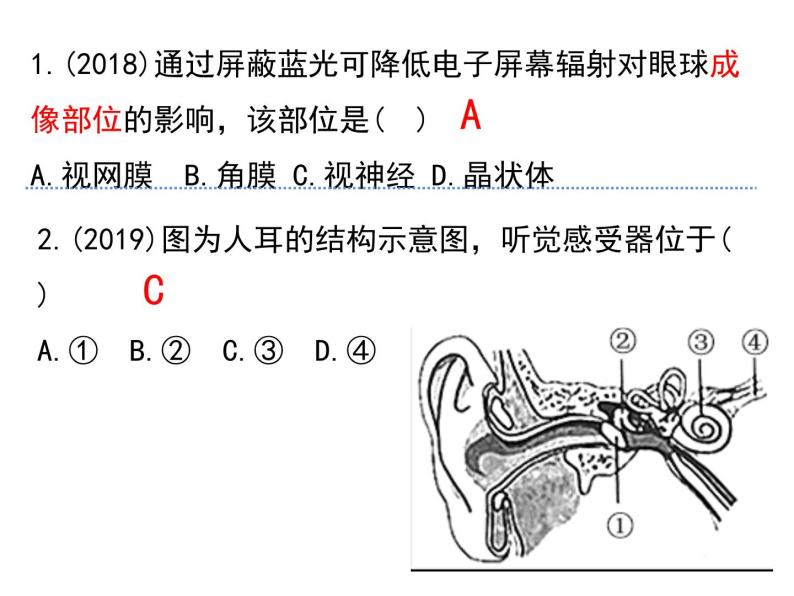 4.6.2 神经系统的组成 课件+教案+练习  人教版七年级生物下册05