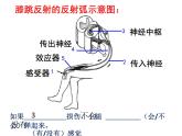 4.6.4 激素调节 课件+教案+练习  人教版七年级生物下册