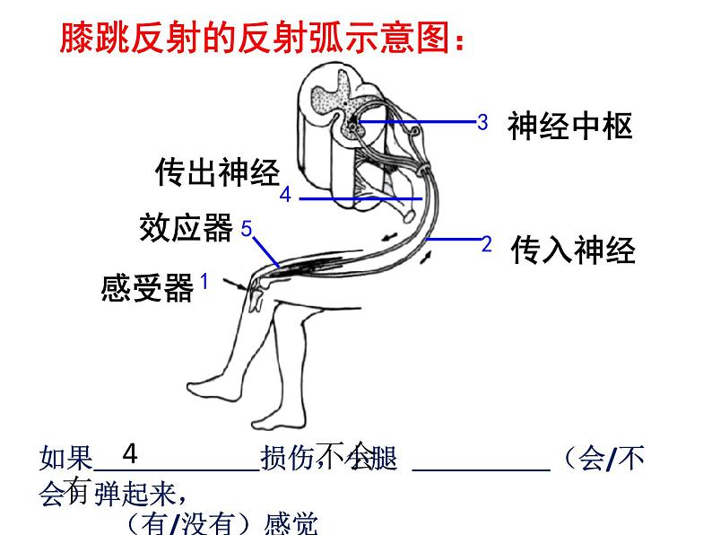 4.6.4 激素调节 课件 2021-2022学年人教版七年级生物下册第6页