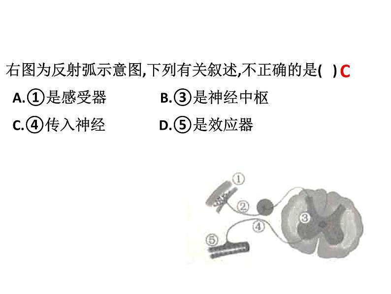 4.6.4 激素调节 课件 2021-2022学年人教版七年级生物下册第8页