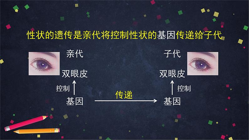 人教版（新课标）八年级生物下册：7.2.2《基因在亲子代间的传递》课件08