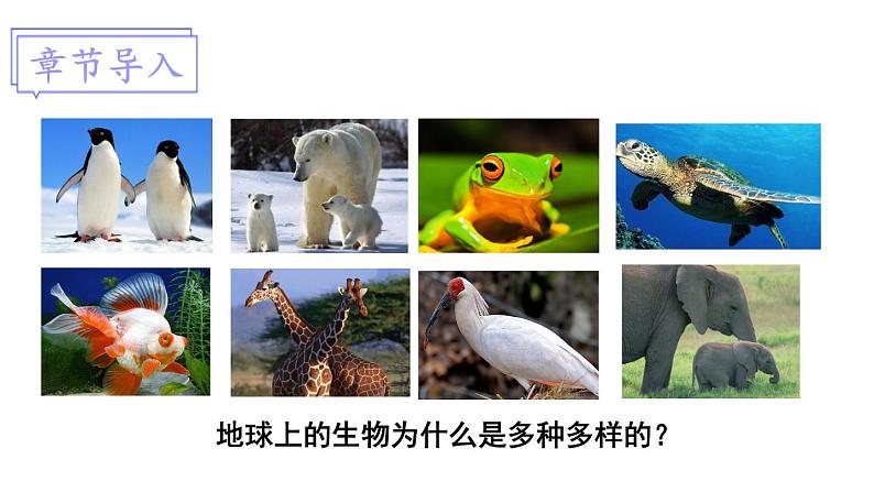 北师大版八年级生物下册 第21章 第2节 第1课时 生物进化的证据和历程 课件01