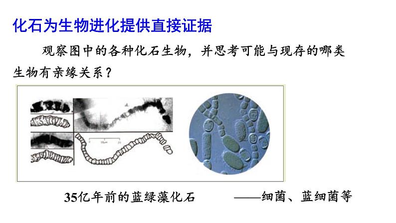 北师大版八年级生物下册 第21章 第2节 第1课时 生物进化的证据和历程 课件04