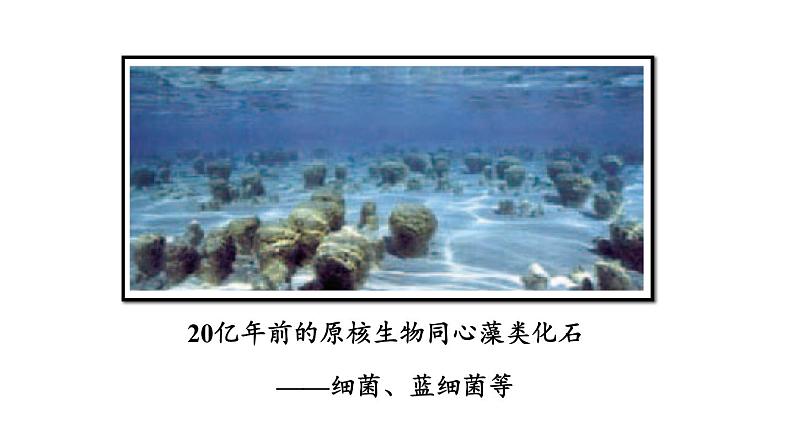 北师大版八年级生物下册 第21章 第2节 第1课时 生物进化的证据和历程 课件05