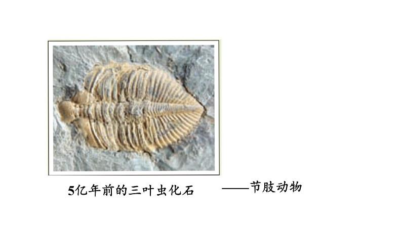 北师大版八年级生物下册 第21章 第2节 第1课时 生物进化的证据和历程 课件06