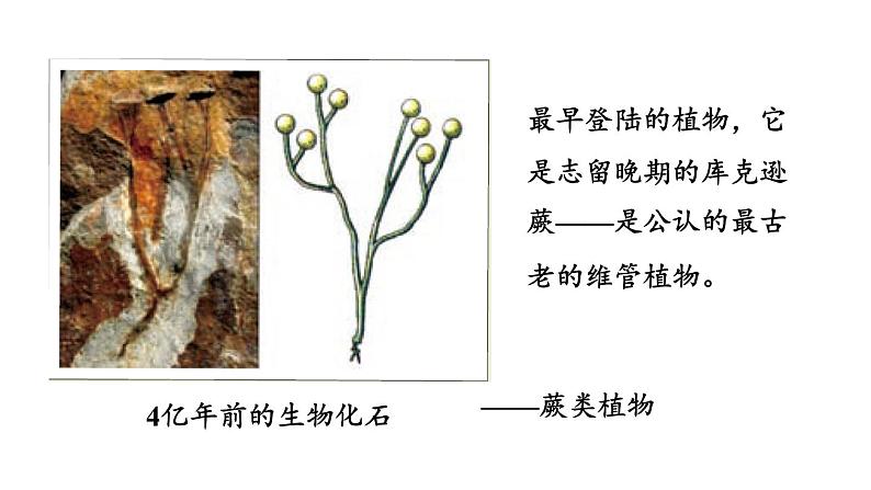 北师大版八年级生物下册 第21章 第2节 第1课时 生物进化的证据和历程 课件07