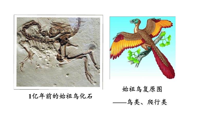 北师大版八年级生物下册 第21章 第2节 第1课时 生物进化的证据和历程 课件08