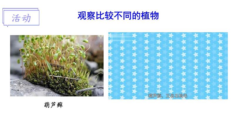 第1课时 苔藓植物和蕨类植物第4页