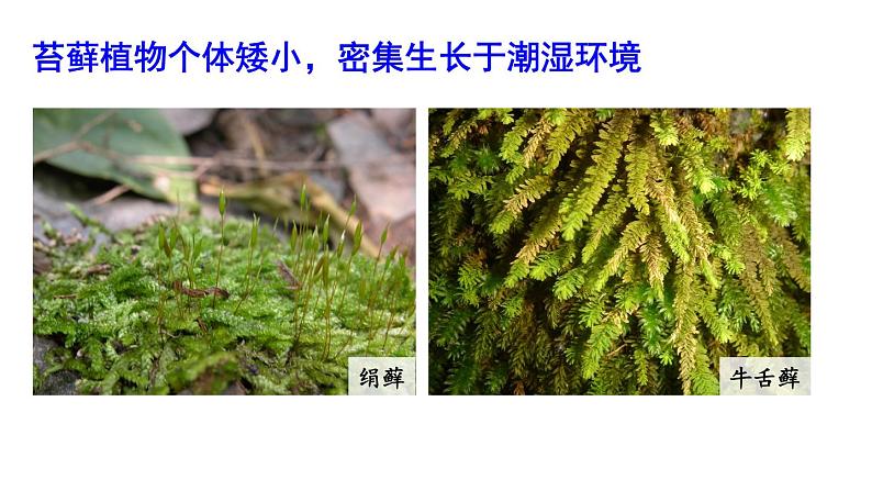 第1课时 苔藓植物和蕨类植物第6页