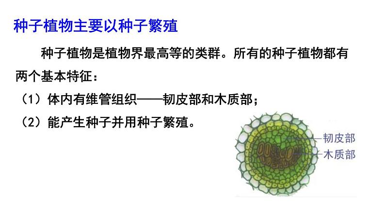 北师大版八年级生物下册 第22章 第3节 第2课时 种子植物 课件第5页