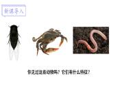 北师大版八年级生物下册 第22章 第4节 第2课时 环节动物和节肢动物 课件