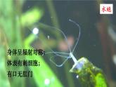 北师大版八年级生物下册 第22章 第4节 第3课时 脊椎动物 课件