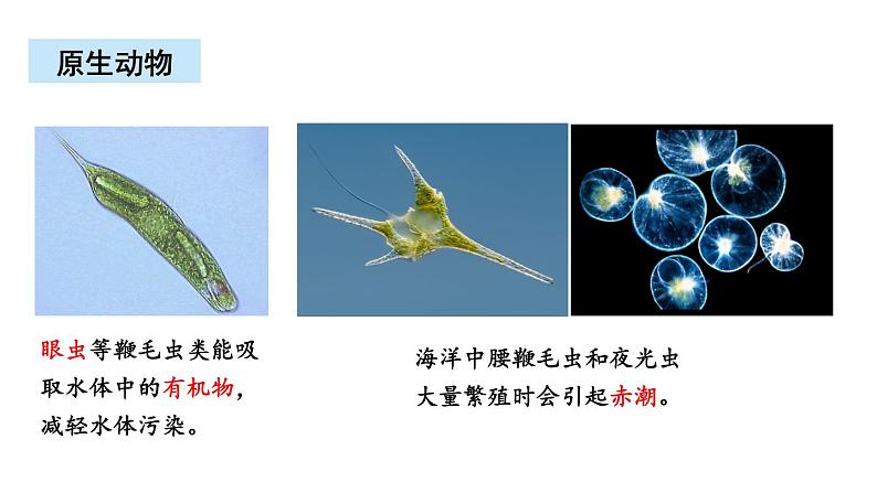 北师大版八年级生物下册 第22章 章末复习 课件第4页