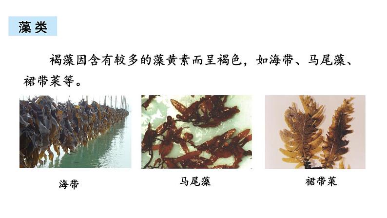 北师大版八年级生物下册 第22章 章末复习 课件第7页