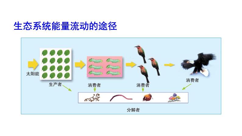 北师大版八年级生物下册 第23章 第3节 第2课时 生态系统的能量流动和物质循环 课件06