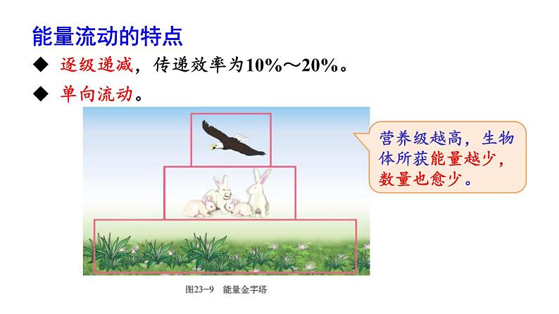 北师大版八年级生物下册 第23章 第3节 第2课时 生态系统的能量流动和物质循环 课件08