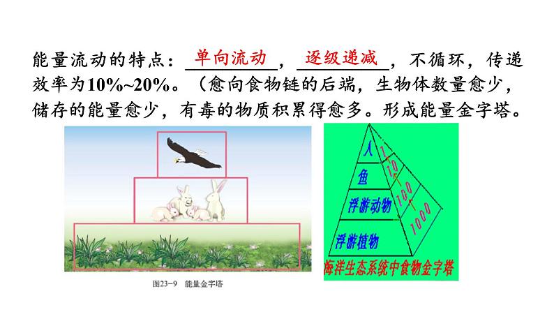 北师大版八年级生物下册 第23章 本章小结 课件第7页