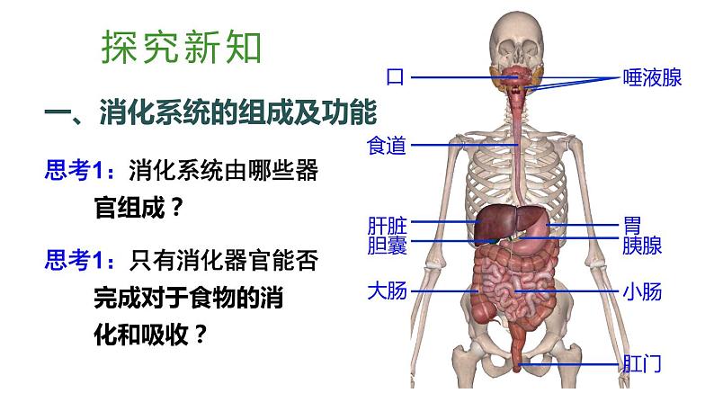 1第1课时 消化系统的组成 食物在口腔内的消化第3页