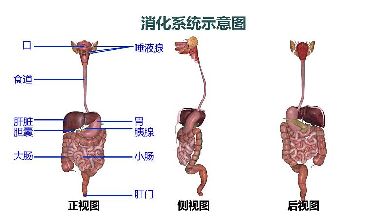 1第1课时 消化系统的组成 食物在口腔内的消化第4页