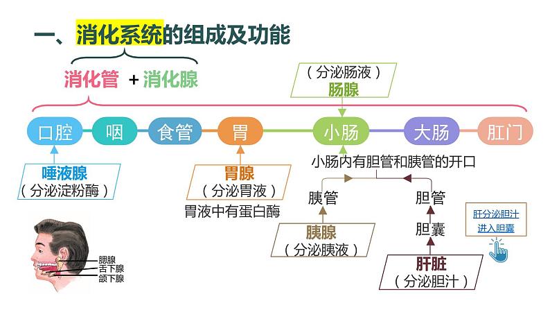 1第1课时 消化系统的组成 食物在口腔内的消化第6页